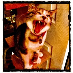 Meet your Posher, Dan